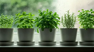 Grow Fresh Flavours Indoors: 4 Herbs Ideal For Rain