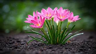 Monsoon Gardening Gets A Surprise With Rain Lilies