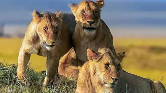 Barda Sanctuary Asiatic Lions: Why a New Lion Habitat Needs Active Protection
