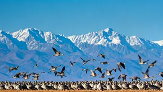 5 Birdwatching Wonders: Winter Migrants in India