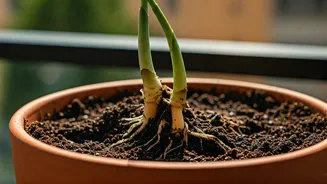 Balcony Plants Need Air Around Their Roots