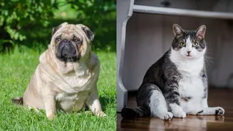 Cães e gatos obesos não são fofos! Entenda como o problema é sério