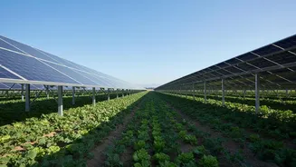 India's Agrivoltaics Push Puts Crop Shade in Focus