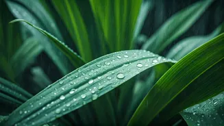 These Plants Thrive During Heavy Rains