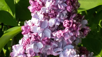 Rare Neelakurinji Flowers Return To Munnar In A Major 2026 Bloom: Why Attention Is Growing