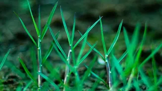 Environmental Insights: How To Bring Beneficial Soil Microbes Back To Waterlogged Garden Plots