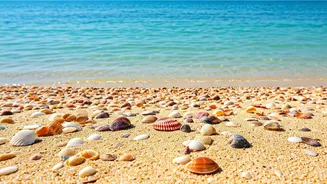 MTV Splitsvilla 16: Your Ultimate Guide