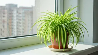 Spider Plants Keep Urban Flats Green Without Risking Pets