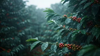 Coorg Coffee Estate Stays Are Peak Monsoon Romance