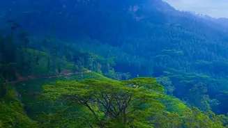 How To Backpack Through Sri Lanka Tea Country On An Indian Passport Budget