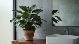 Organise Plans For Houseplant Shopping Around Room Humidity And Available Space