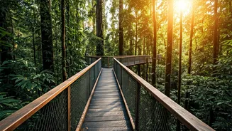 These Forest Bridges Offer Unforgettable Experiences