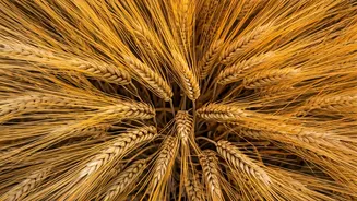 Baisakhi 2026: Celebrate Harvest, History, and Heritage with Joyful Wishes