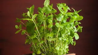 Simple Balcony Herb Gardening Tips: Cultivating Basil, Mint, And Lemongrass Rains