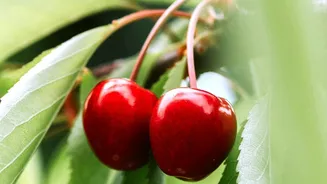 How Natural Antioxidants In Tart Cherry Juice Reduce Soreness And Support Rest