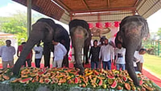 Jaipur's Jumbos Celebrate Anant Ambani's Birthday With A 3000 Kg Grand Buffet | VIDEO