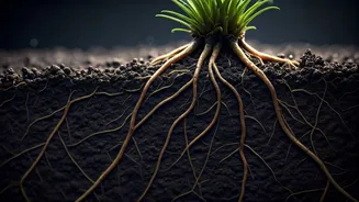 July Plant Care Starts Below The Soil