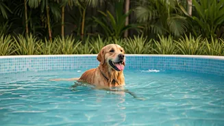 This Luxury Pet Resort Has Dedicated Splash Pools For Dogs