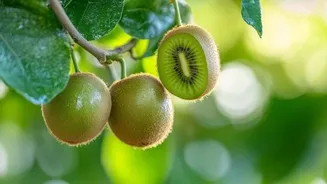How to grow kiwi plants in your balcony