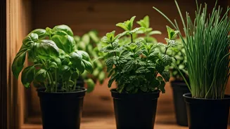 Grow Your Own Herbs: 4 Varieties Suited For Low-Light