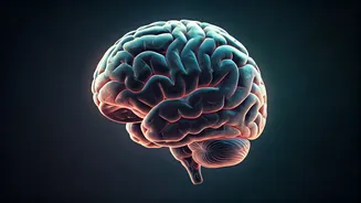 IISc Unravels the Brain's Secret: How Stress Silences the Itch