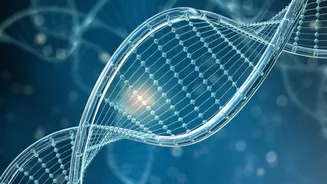 DNA Study On Why Large Dogs Age Faster In Context: Larger Dogs Show Faster Changes In DNA Methylation