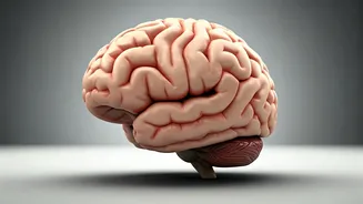 Boost Longevity: Simple Exercise for a Bigger Brain!