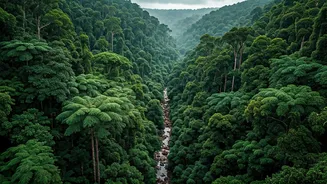 Zipline Above India's Rain-Kissed Forests