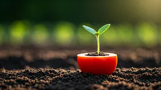 Burger to Bloom: YouTuber's McDonald's Tomato Experiment Goes Viral