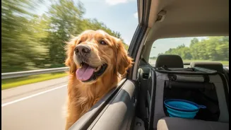 Road Trips With Pets Need Comfort, Hydration And Emergency Vet Contacts