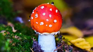 Rainy Season Mushroom Hunting Is Becoming A Favourite Weekend Hobby For Curious Foodies