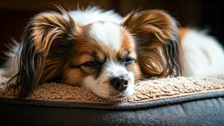Lazare, a Remarkable 30-Year-Old Papillon, Passes Away Weeks After Cherished Adoption