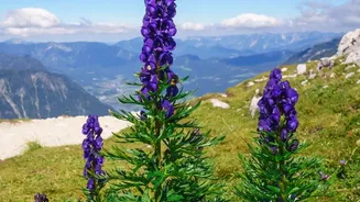 Why Neelakurinji Cannot Be Treated Like an Ordinary Wildflower