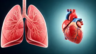 The Strength Paradox: When Lifting Weights Without Cardio Leaves You Breathless