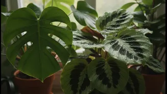 Humidity Can Help These Indoor Plants Flourish