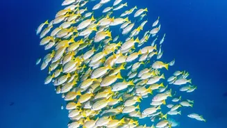 The New Ocean Iron Study Puts New Attention On Marine Food-Web Effects