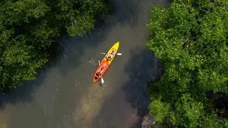 Why Exploring Quiet Konkan Mangrove Trails By Kayak Offers Unmatched Peace Away From Mainstream Tourism
