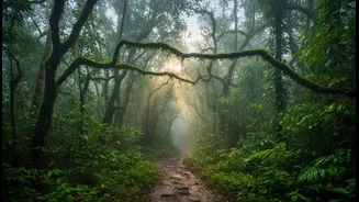 Rainy Wildlife Travel Needs A Safety Filter