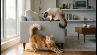 Why behavioral methods prevent space aggression when onboarding a second rescue apartment cat