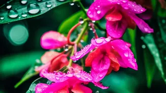 Easy Monsoon Moisture Management: Five Plants And Clay Dehumidifiers For Renters Today