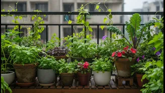 How Bengaluru's Rain-Fed Planting Window Affects Bengaluru Balcony Gardeners and First-Time Plant Parents in Practice