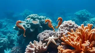 How Lakshadweep Coral Reef Ecosystems Benefit From Eco-Friendly Water Sport Travel Regulations Today