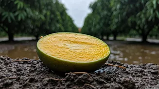 Unseasonal Rainfall and India's Mango Harvest