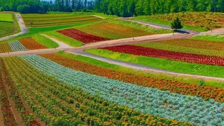 Ladakh's Twin Flower Fields Turn A Farming Experiment Into A Tourist Draw