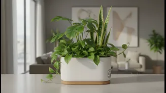 Self-Watering Planter Trend Grows As More Indians Build Home Gardens
