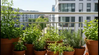 Start A Balcony Garden With Climate-Suitable Herbs, Not A Shopping Spree