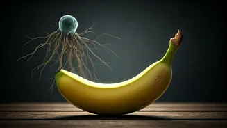 Unlocking Banana Resilience: Scientists Discover Gene to Combat Devastating Panama Disease