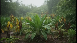 Plant Health Improves When Monsoon Care Follows Conditions, Not Calendar Days