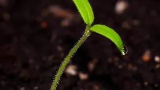 Turning Existing Plants Into New Garden Growth