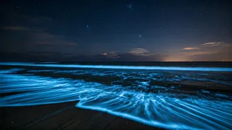 Bioluminescent Waves Go Viral On TikTok Along Karnataka Coastline Now